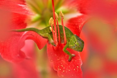 Kırmızı çiçekli bukalemun çiçek açar. Wills bukalemun, Furcifer willsii, habitatta, Andasibe-Mantadia NP Madagaskar 'da. Çiçekteki kertenkele. Madagaskar vahşi yaşamı. Makro detayı kapat. 