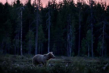 Taiga Ayısı 'nda sarı ormanda saklı bir gece. Ayılı sonbahar ağaçları. Gölde yürüyen güzel kahverengi ayı, sonbahar renkleri. Yaşam alanında büyük bir tehlike var. Doğadan vahşi yaşam sahnesi