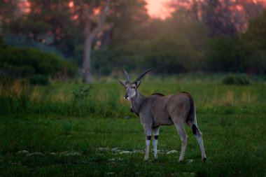 Afrika gün batımı. Eland antilobu, Taurotragus antilobu, doğadaki büyük kahverengi Afrika memelisi. Yeşil bitki örtüsünde Eland, Khwai nehri, Botsvana 'da Okavango. Vahşi yaşam sahnesi doğa.  