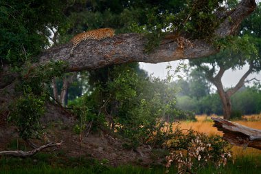 Botsvana 'daki Okavango deltasındaki ağaçta yatan leoparı bul. Vahşi benekli kedi, vahşi yaşam Afrika. Hayvanlı Afrika manzarası.