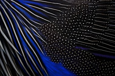 Doğa sanatı. Tüyler kuş tüyü yakın plan detayı. Mavi siyah kuş sanat manzarası. Akbaba kobay kuşu, akrilium akbaba, Afrika 'dan gelen kuş, doğal yaşam. Mavi gri tüyler. 