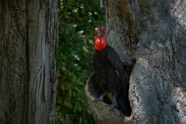 Boynuz gagalı ağaç yuvası, karanlık orman, Botswana 'da Moremi. Yumuşak ve kırmızı boynuzlu. Güneyli yer boynuzu gagalı, Bucorvus Leader Beateri, dünyanın en büyük boynuz gagası..                                