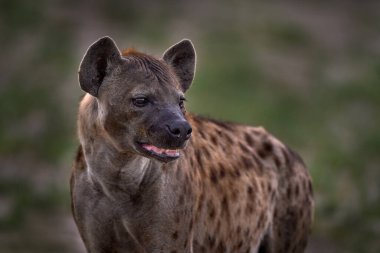 Hyena evening sunset light. Hyena, detail portrait. Spotted hyena, Crocuta crocuta, angry animal near the water hole, beautiful evening sunset and cub. Animal pup nature, Okavango delta, Botswana  clipart