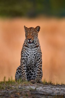 Vahşi yaşam doğası. Afrika vahşi yaşamı. Leopar gün batımı, Panthera pardus Shortridge, doğa habitatı, doğa habitatındaki büyük vahşi kedi, savanda güneşli bir gün, Tanzanya. 