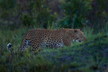 Leopar gün batımı, Panthera pardus Shortridge, doğa habitatı, doğa habitatındaki büyük vahşi kedi, savanda güneşli bir gün, Okavango delta Botswana. Vahşi yaşam doğası. Afrika vahşi yaşamı. 