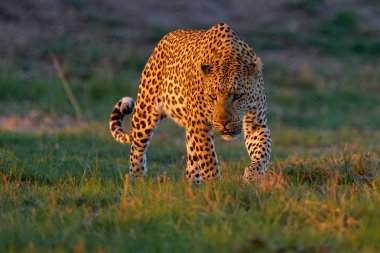 Leopar gün batımı, Panthera pardus Shortridge, doğa habitatı, doğa habitatındaki büyük vahşi kedi, savanda güneşli bir gün, Okavango delta Botswana. Vahşi yaşam doğası. Afrika vahşi yaşamı. 