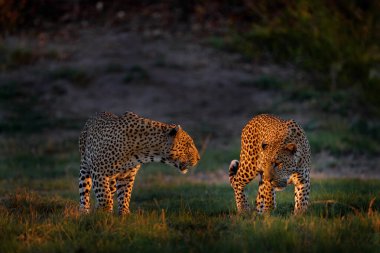 Leopar gün batımı dövüşü, Panthera pardus Shortridge, doğa habitatı, doğada iki büyük vahşi kedi, savanda güneşli bir gün, Okavango delta Botswana. Vahşi yaşam doğası. Afrika vahşi yaşamı