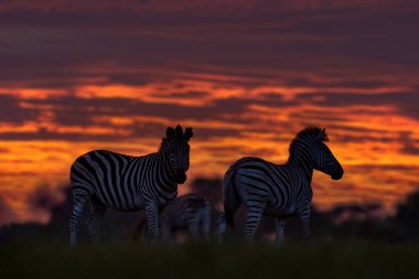 Vahşi yaşam, zebra gün batımı. Afrika 'da Okavango deltası, Botsvana' da zebra ile çayırda turuncu kırmızı akşam alacakaranlığı gökyüzü. Doğada gün batımı, Botswana 'da vahşi yaşam. Afrika Seyahati.