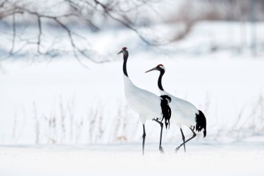 Bir çift kırmızı taçlı vinç, Grus japonensis, karda yürüyor, Hokkaido, Japonya. Doğal ortamında güzel bir kuş. Doğadan vahşi yaşam sahnesi. Soğuk ormanda karlı bir turna. Hayvan davranışları. 