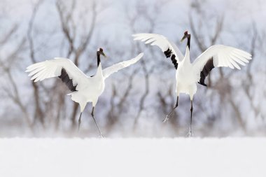 Bir çift kırmızı taçlı vinç, Grus japonensis, karda yürüyor, Hokkaido, Japonya. Doğal ortamında güzel bir kuş. Doğadan vahşi yaşam sahnesi. Soğuk ormanda karlı bir turna. Hayvan davranışları. 