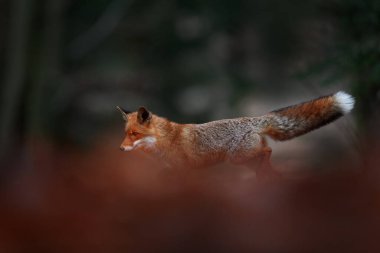 Orman yaban hayatı. Şirin Kızıl Tilki, Vulpes vulpes, turuncu sonbahar orman yaprakları. Doğadan vahşi yaşam sahnesi. Doğa habitatında bir hayvan. Yeşil ortamda hayvan, Almanya, Avrupa. 