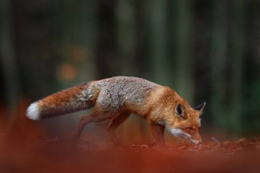Orman yaban hayatı. Şirin Kızıl Tilki, Vulpes vulpes, turuncu sonbahar orman yaprakları. Doğadan vahşi yaşam sahnesi. Doğa habitatında bir hayvan. Yeşil ortamda hayvan, Almanya, Avrupa. 