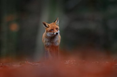 Orman yaban hayatı. Şirin Kızıl Tilki, Vulpes vulpes, turuncu sonbahar orman yaprakları. Doğadan vahşi yaşam sahnesi. Doğa habitatında bir hayvan. Yeşil ortamda hayvan, Almanya, Avrupa. 