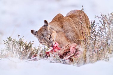 Kış karlı dağlarda Puma, kanlı guanaco caraccas. Şili 'deki Torres del Paine NP' de vahşi yaşam. Patagonya 'da kışın kar yağar. Vahşi doğada bir puma, kedi maması davranışları.. 