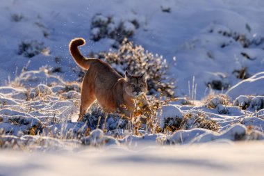 Puma koşusu, karlı kış ortamı, Torres del Paine, Şili. Vahşi büyük kedi Cougar, Puma concolor, kar gün batımı ışığı ve tehlikeli hayvan. Vahşi yaşam doğası.  