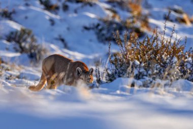 Puma avı, karlı kış ortamı, Torres del Paine, Şili. Vahşi kedi Cougar, Puma concolor. Kar günbatımı ışığı ve tehlikeli bir hayvan. Vahşi yaşam doğası.  