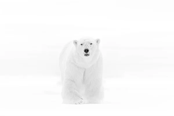 Art wildllife. Black and white art photo of two polar bears fighting on drifting ice in Arctic Svalbard. Animal fight in white snow.