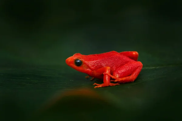 Red orange frog from Madagascar. Golden mantella, Mantella aurantiaca, orange red frog from Andasibe-Mantadia NP in Madagascar. Mantella amphibian in the nature forest habitat, brown leaf in nature.