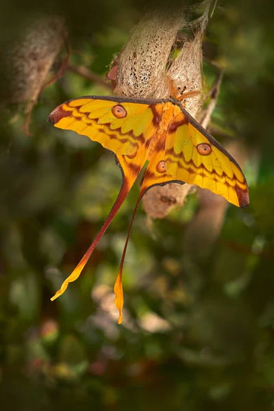 Madagascan moon moth with big cocoon in green vegetation. Comet moth, Argema mittrei, big yellow butterfly in the nature habitat, Andasibe Mantadia NP in Madagascar. Madagascar big yellow butterfly.