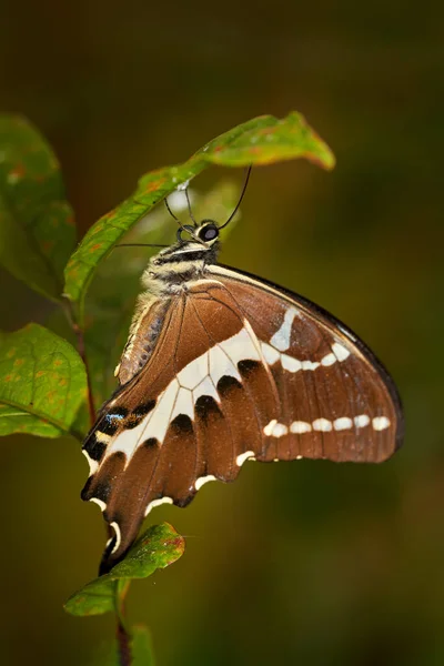 Papilio Delalandei Endemic Motyl Madagaskaru Siedzi Zielonym Urlopie Siedlisku Przyrody — Zdjęcie stockowe