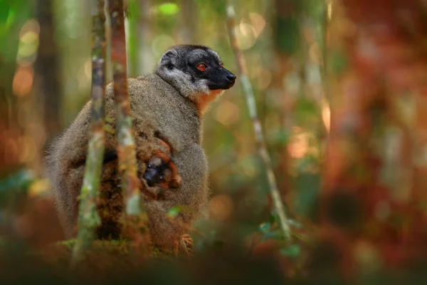 Wildlife Madagascar Eulemur Rubriventer Red Bellied Lemur Akanin Nofy Madagascar — Stock Photo, Image