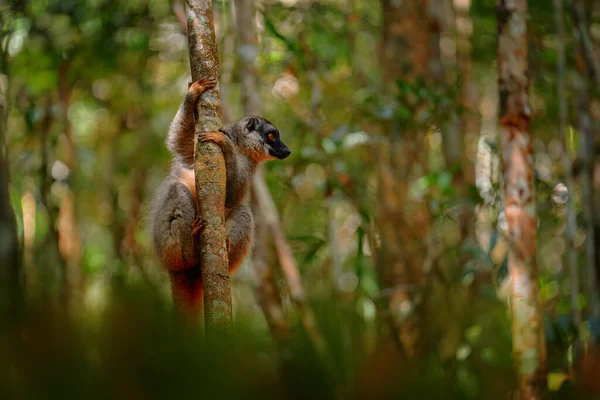 Wildlife Madagascar Eulemur Rubriventer Red Bellied Lemur Akanin Nofy Madagascar — 图库照片