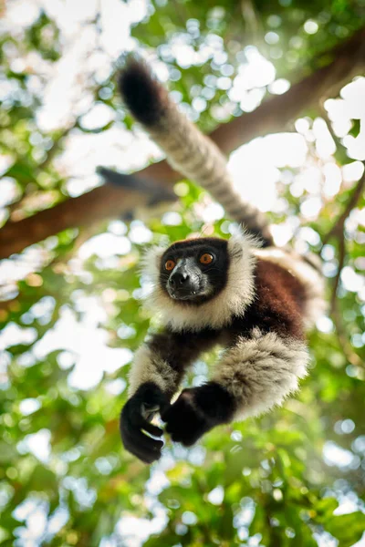 Lemur Yüzünü Yakın Plan Sarı Gözlü Andasibe Mantadia Den Maymun — Stok fotoğraf