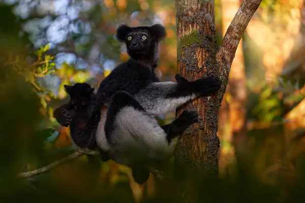 马达加斯加野生动物 Indri猴肖像 马达加斯加特有的 莱姆在自然界的植被 西法卡在树上 阳光灿烂的夜晚 黄眼猴 自然森林树木生境 — 图库照片