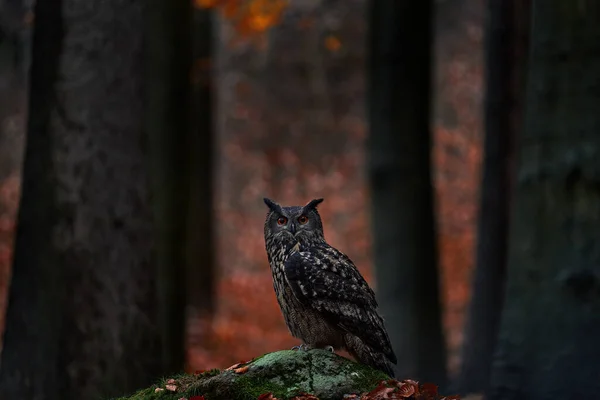 Lesní Příroda Sova Divoká Zvěř Podzim Eurasian Eagle Owl Bubo — Stock fotografie