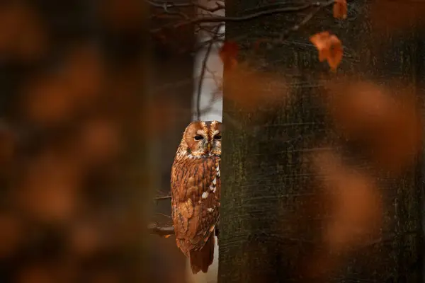 金丝雀躲在秋天的树林里 坐在树干上 栖息在黑暗的森林里 自然界美丽的动物 德国森林里的鸟秋天森林里的野生动物有鸟的橙叶 — 图库照片