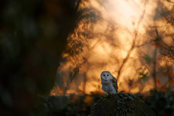 Owl Sunset Magic Bird Barn Owl Tyto Alba Flying Stone — Stock Photo, Image