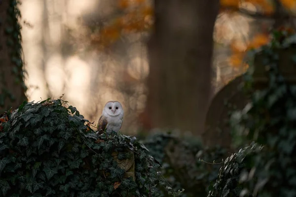 Puesta Sol Búho Barn Owl Ave Mágica Tyto Alba Volando — Foto de Stock