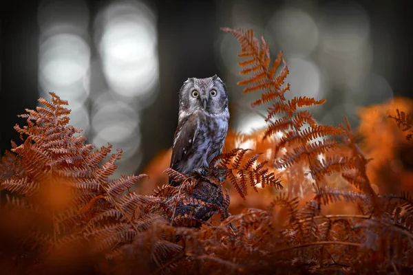 Осенняя Природа Сова Оранжевом Папоротнике Падение Лесной Дикой Природы Сова — стоковое фото