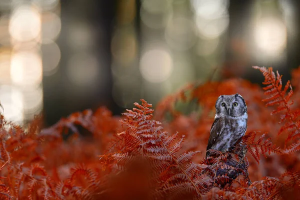 Осенняя Природа Сова Оранжевом Папоротнике Падение Лесной Дикой Природы Сова — стоковое фото