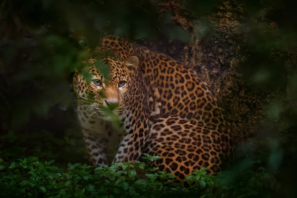Javan Leopard Panthera Pardus Melas Hidden Nature Habitat Java Island — Stock Photo, Image