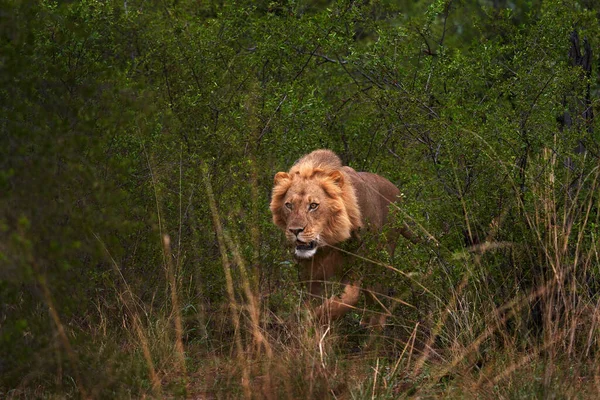 Lion hidden in the green vegetation. Forest African lion in the nature habitat, green trees, Okavango delta, Botswana in Africa.