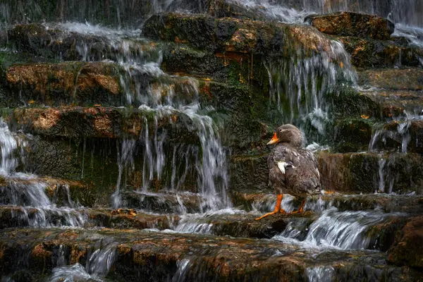 Fuegian Steamer Duck Tachyeres Pteneres Goose Bird Waterfall Argentina South — Stock Photo, Image