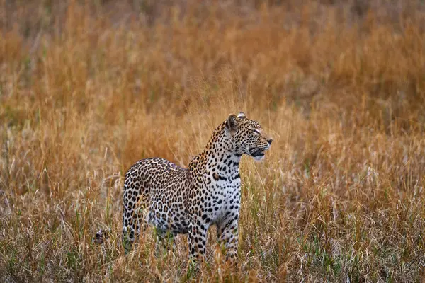 Дикая Природа Ботсваны Fard Panthera Pardus Shortridge Травяная Прогулка Естественной — стоковое фото