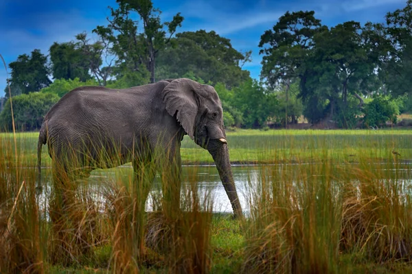 Afrika 'da vahşi yaşam, suda hayvan. Afrika 'da doğa. Khwai Nehri 'ndeki fil, Botswana' daki Moremi Rezervi. Yeşil bitki örtüsü ve tek başına büyük deniz aygırı olan nehir batımı..