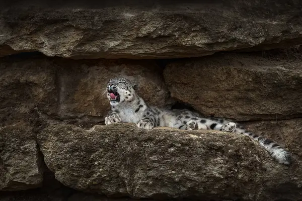 Schneeleopard Mit Offenem Maul Und Zähnen Sitzend Der Natur Stein — Stockfoto