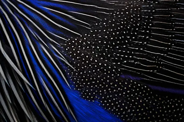 Sztuka Natury Pióra Upierzenie Ptaków Zbliżenie Szczegóły Niebieski Czarny Ptak — Zdjęcie stockowe