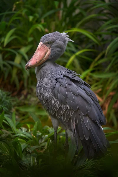 Portrait Big Beak Bird Shoebill Balaeniceps Rex Strange Bird Congo — Stock Photo, Image