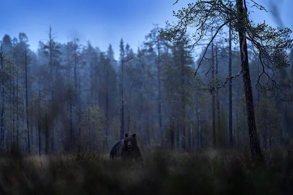 Naturaleza Nocturna Con Oso Escondido Bosque Hermoso Oso Marrón Caminando —  Fotos de Stock