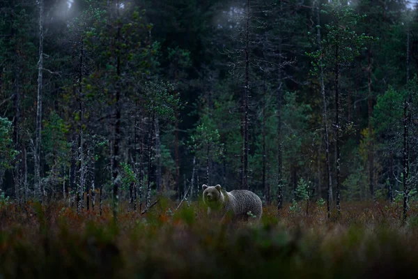 Natureza Noturna Com Urso Escondido Floresta Belo Urso Marrom Andando — Fotografia de Stock