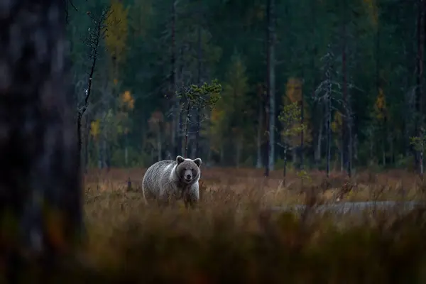 Yöluonto Karhun Kanssa Piilossa Metsässä Kaunis Ruskea Karhu Kävelee Ympäri — kuvapankkivalokuva