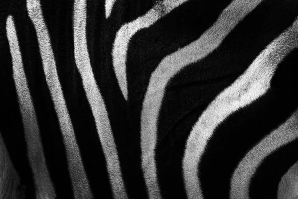Zebra close-up detail of fur coat, Art view on African nature. Wildlife in South Africa. Black fur with white lines. Black and white art photo, Botswana in Africa.