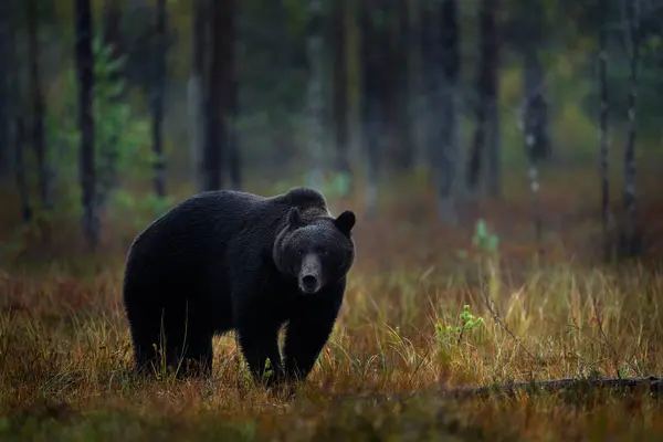 森に隠された熊との夜の自然 秋の色で湖を散策する美しい茶色の熊 危険な動物 暗い霧の木と牧草地の生息地 フィンランドの野生生物生息地 — ストック写真