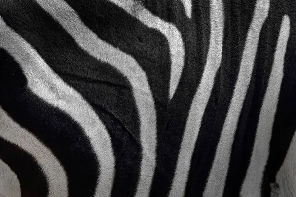 Zebra Close Detail Fur Coat Art View African Nature Wildlife — Stock Photo, Image