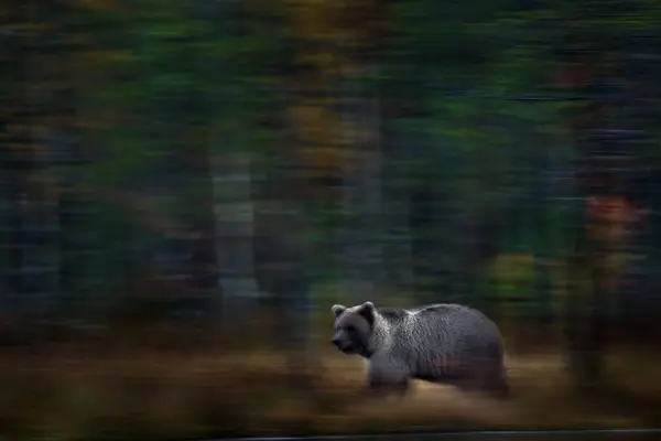 Blur motion nature art, panning. Bear move blur  in the forest. Brown bear walking in forest, morning light. Dangerous animal in wildlife taiga and meadow habitat. Wildlife scene from Finland