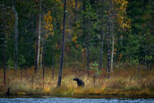 Φινλανδία Άγρια Ζωή Wolverine Στο Δάσος Του Φθινοπώρου Ενδιαίτημα Λίμνη — Φωτογραφία Αρχείου